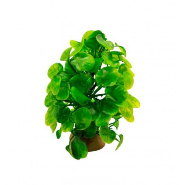 ΔΙΑΚΟΣΜΗΤΙΚΟ ΦΥΤΟ ΕΝΥΔΡΕΙΟΥ 16CM